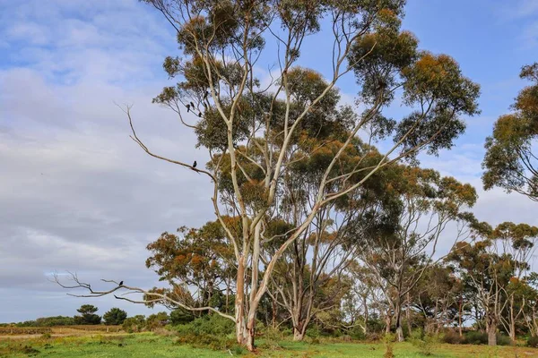 Une Vue Panoramique Oiseaux Perchés Sur Arbre Vert Sous Ciel — Photo