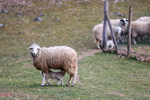 牧草地での羊の選択 — ストック写真