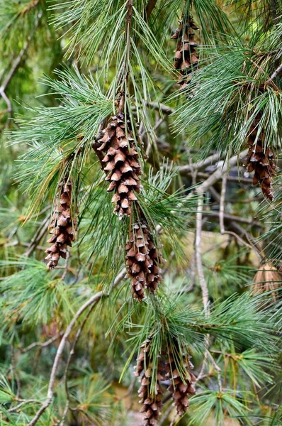 Weeping White Pine Cones — Stock Photo, Image