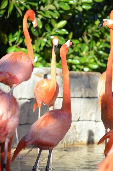 Vertikal Bild Flock Flamingo Fåglar Damm — Stockfoto
