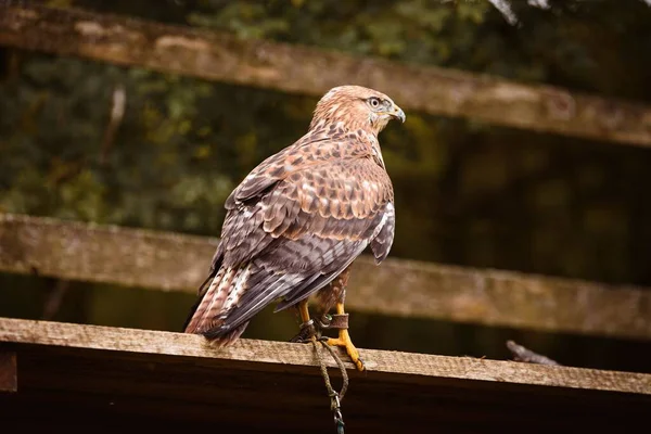 Hayvanat Bahçesindeki Ahşap Iskelede Zincire Vurulmuş Bir Altai Falcon Yakın — Stok fotoğraf