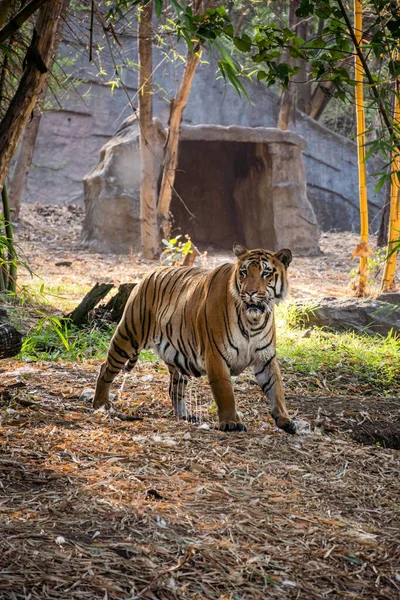 Вертикальный Снимок Бенгальского Тигра Дикой Природе — стоковое фото