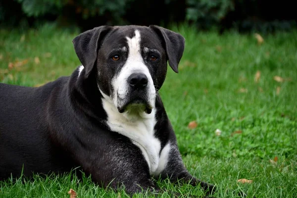 Gran Lindo American Staffordshire Terrier Hierba Jardín —  Fotos de Stock