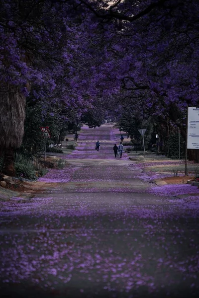 Plan Vertical Parc Plein Arbres Aux Feuilles Violettes — Photo