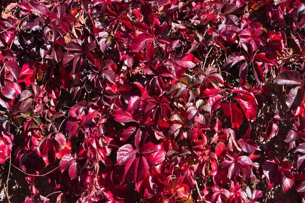 Folhas Vermelhas Outono Cores Outono Ampelopsis Planta Creeper — Fotografia de Stock