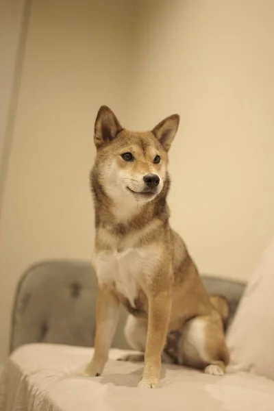 Pies Shiba Inu Siedzi Kanapie Domu Rozmytym Tłem — Zdjęcie stockowe