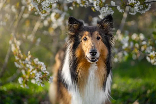 Foco Seletivo Cão Rough Collie Com Flores Redor — Fotografia de Stock