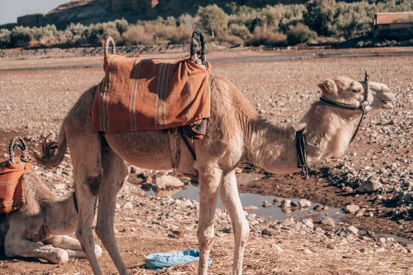 Twee Kamelen Bij Ait Ben Haddou Marokko — Stockfoto