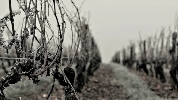 Grayscale Frozen Grapevines Blurred Background Cold Winter Day — Stock Photo, Image