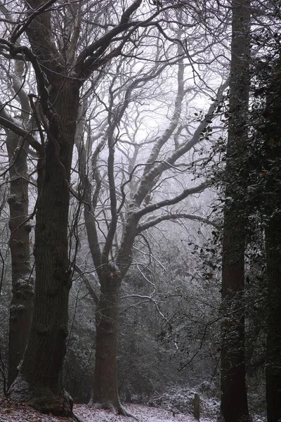 Uma Vertical Uma Floresta Temperamental Outono Sutton Park Birmingham Reino — Fotografia de Stock