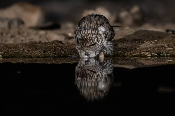 Een Uil Die Drinkt Uit Een Waterpeddel Met Zijn Reflectie — Stockfoto