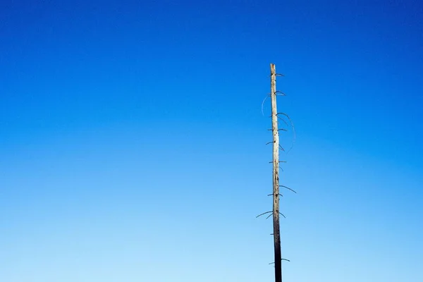 澄んだ青い空の下で背の高い乾燥した木の眺め — ストック写真