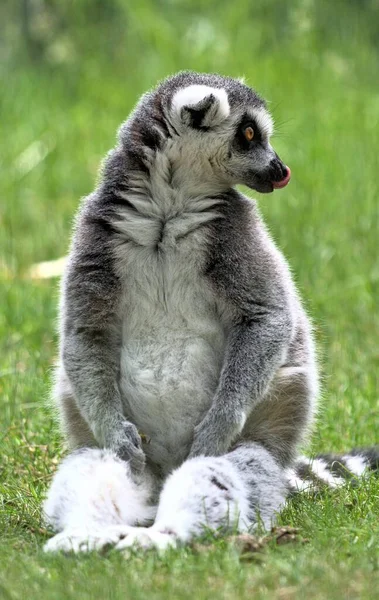 Vertical Shot Ringtailed Lemur Safari Park Beekse Bergen Netherlands — Stock Photo, Image