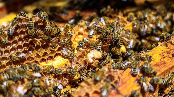 蜂窝上蜜蜂的特写 — 图库照片