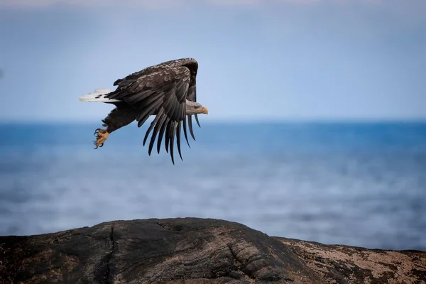 Primer Plano Águila Calva Volando Sobre Rocas Cerca Del Mar —  Fotos de Stock