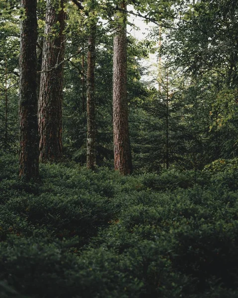Uzun Ağaçlar Gür Yapraklarla Dolu Sık Bir Ormanın Dikey Görüntüsü — Stok fotoğraf