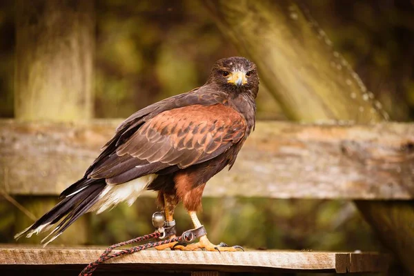 Closeup Harris Hawk Chained Wooden Dock Zoo Blurry Background — Stock Photo, Image
