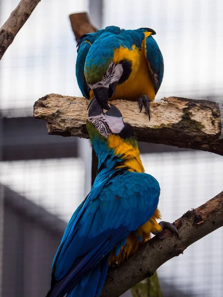 Plan Vertical Couple Beaux Perroquets Colorés — Photo