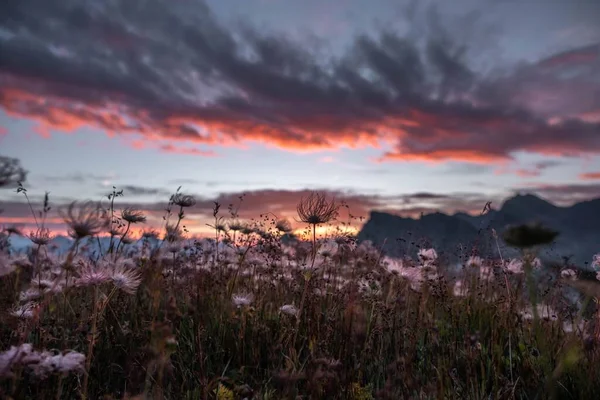 Zbliżenie Kwitnących Kwiatów Tle Gór Podczas Zachodu Słońca — Zdjęcie stockowe