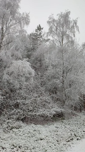 Ένα Χιονισμένο Δέντρο Λευκό Παγωμένο Έδαφος Μια Χειμωνιάτικη Μέρα Κάθετη — Φωτογραφία Αρχείου