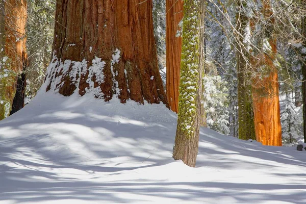 stock image A beautiful shot of trees covered in snow