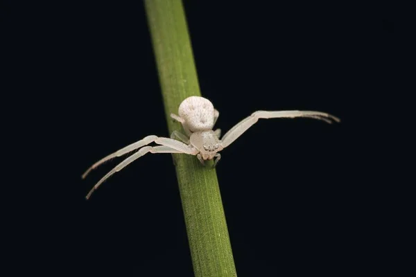 一只白蟹蜘蛛在草叶上的特写镜头 — 图库照片