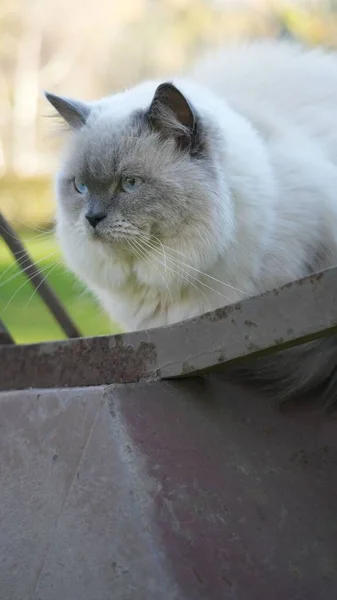 ภาพระยะใกล แนวต งของแมวส เทาส ขาวน างนอก — ภาพถ่ายสต็อก