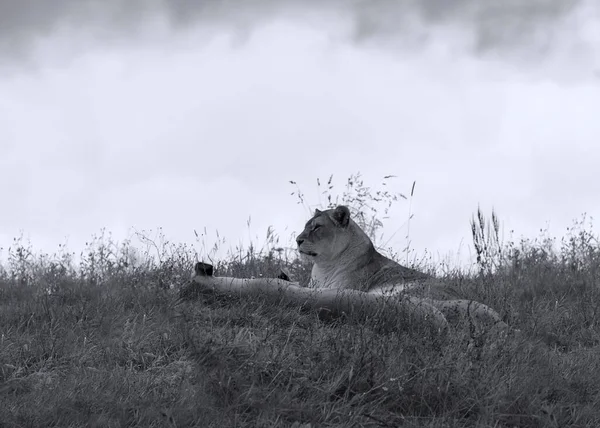 Piękne Ujęcie Lwicy Relaksującej Się Polu Skali Szarości — Zdjęcie stockowe