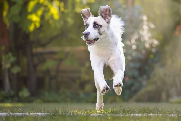 Белая Собака Бежит Траве — стоковое фото