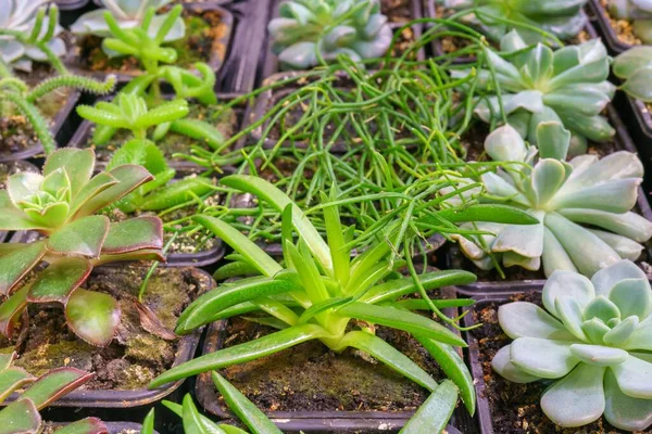 Kapalı Alandaki Çiçek Saksılarındaki Yeşil Süs Bitkilerinin Yakın Çekimi — Stok fotoğraf