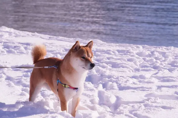 晴れた冬の日に公園でかわいい芝犬のクローズアップショット — ストック写真