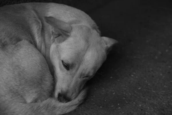 通りで眠っているかわいい犬の黒と白のクローズアップ — ストック写真