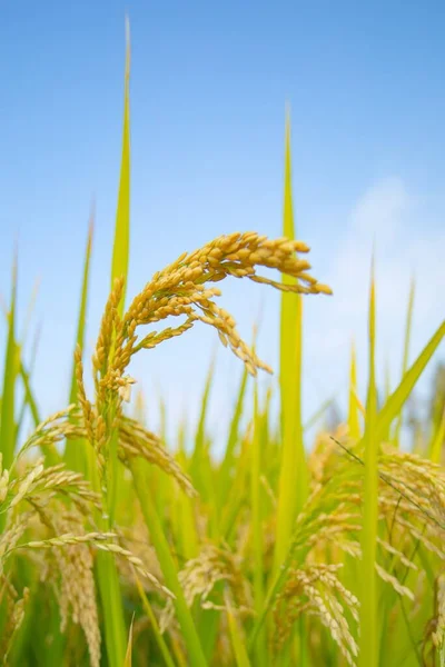 Vertikální Záběr Zlatého Rýžového Zrna Pod Modrou Oblohou — Stock fotografie