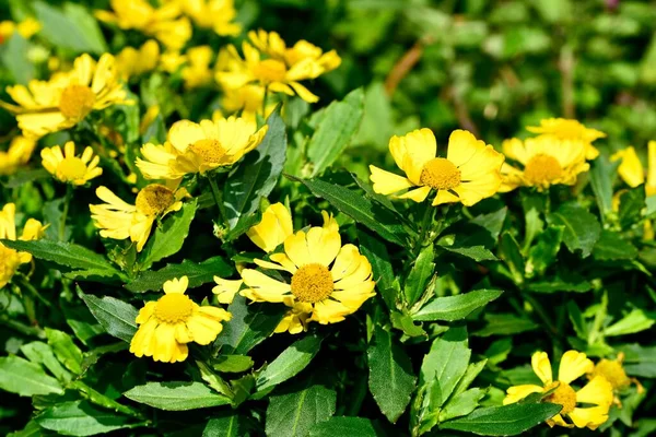 Helenium Autumnale Hayday Yellow Στον Κήπο Κάτω Από Φως Του — Φωτογραφία Αρχείου