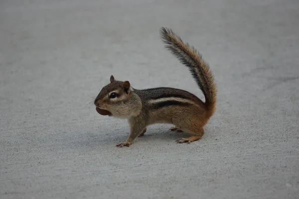 An Eastern chipmunk with a mouth full of nuts.
