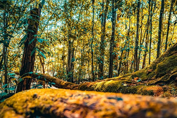 オーストラリア ニューサウスウェールズ州のブリスベンウォーター国立公園の森の中の緑の木の美しいショット — ストック写真