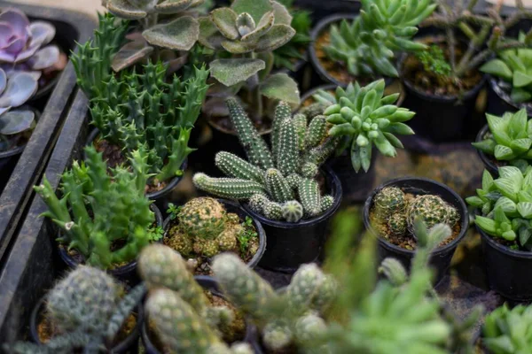 Överblick Över Kaktusar Och Saftiga Växter Krukor Marken — Stockfoto