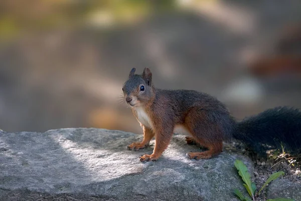 Small Cute Tree Squirrel Sciurus Resting Rock Blurred Background — Stock Photo, Image