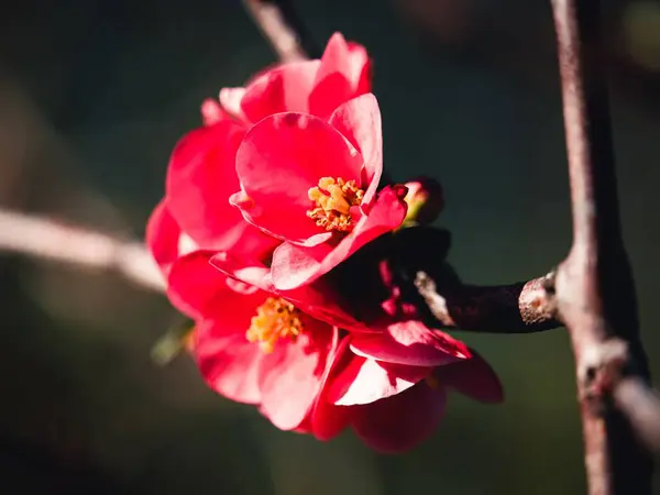 stock image A closeup shot of beautiful pink blossoms