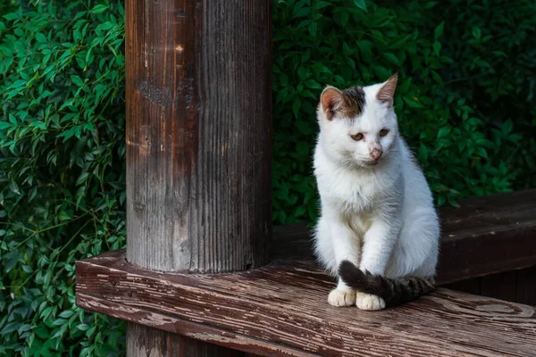 Nahaufnahme Einer Katze Freien — Stockfoto