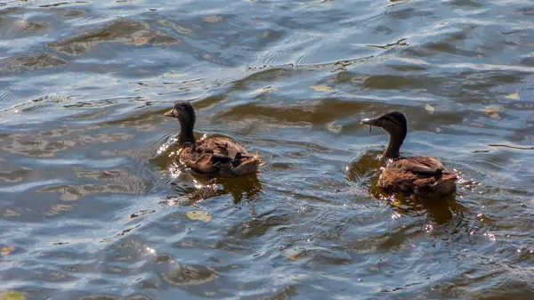 Beautiful Shot Ducks Swimming Pond — Stock Photo, Image