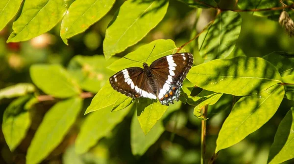 Primer Plano Una Pequeña Mariposa Sobre Las Hojas Verdes Día —  Fotos de Stock