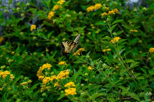 Gros Plan Papillon Hirondelle Tigrée Jaune Sur Une Plante — Photo
