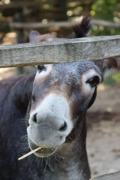 一只可爱的驴子白天在农场里吃干草的垂直镜头 — 图库照片
