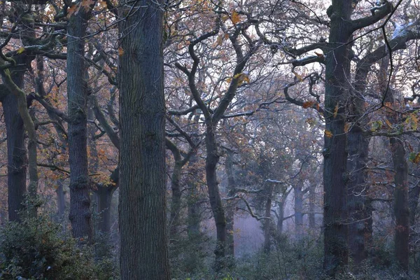 Uma Foto Cênica Árvores Ramos Sem Folhas Sutton Park Birmingham — Fotografia de Stock