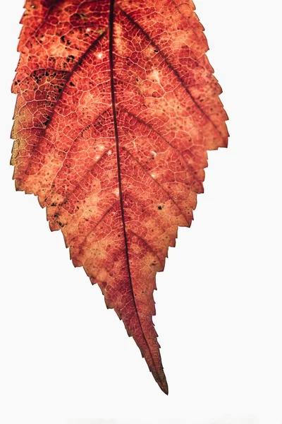 白地に孤立した乾燥した紅葉の垂直ショット — ストック写真
