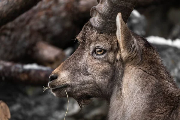 Close Ibex Alpino Capra Ibex — Fotografia de Stock