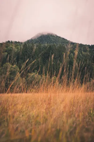 背景に緑の山のある空のフィールドの垂直ショット — ストック写真