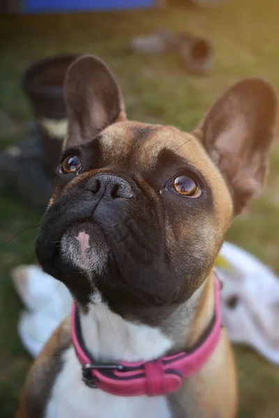 Egy Francia Bulldog Portréja Rózsaszín Gallérral — Stock Fotó