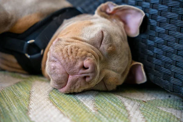 Pitbull Pes Spící Podlaze Vedle Kufříku — Stock fotografie